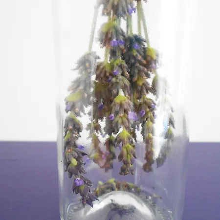 Bed & Breakfast Manta Alaçatı